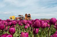 Schöne Tulpenfelder