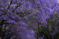 Jaccaranda en fleurs.