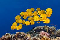 Shoal Masked Butterflyfish (Chaetodon Semilarvatus)