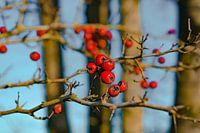 Réserve naturelle Oeffelt