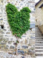 Un cœur pour le lierre