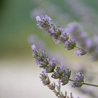 Lavandula