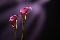 Sinnliche Schönheit