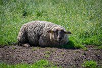 Das schlafende Schaf