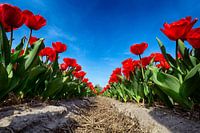 Bollenveld - Rode Tulpen