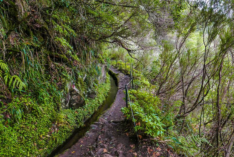 Nevada in Madeira by Friedhelm Peters