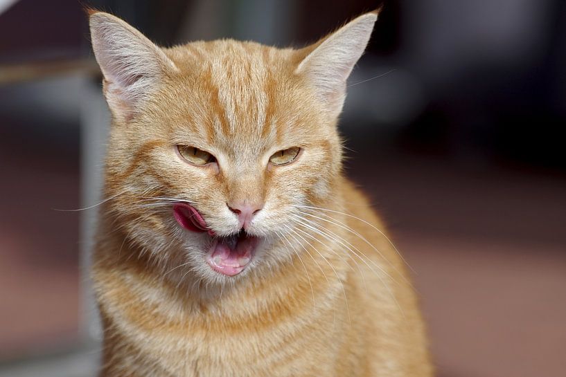 Chat roux se léchant la bouche par cuhle-fotos