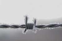 fils barbelés gelés 