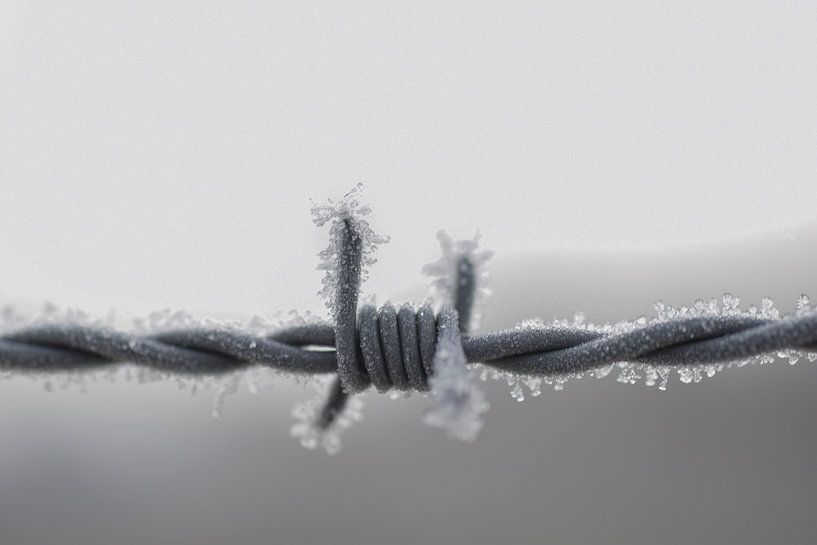 frozen barbed wire  by Mika Leinders