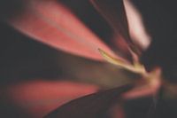 Macro van een rode bloem