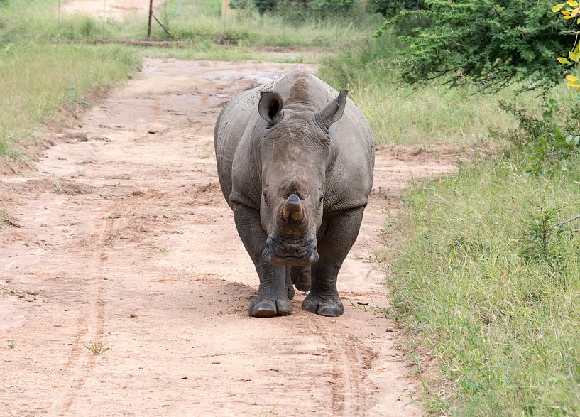een rhino komt achter de auto aan tijdens een safari von ChrisWillemsen