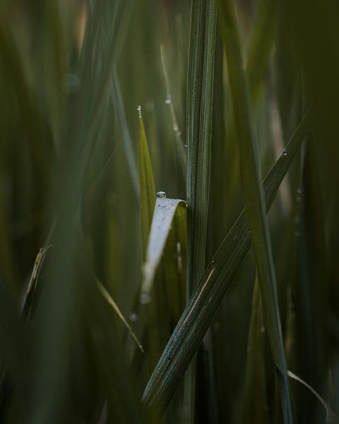 Bonjour par Ian Schepers