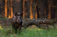 Wild boar