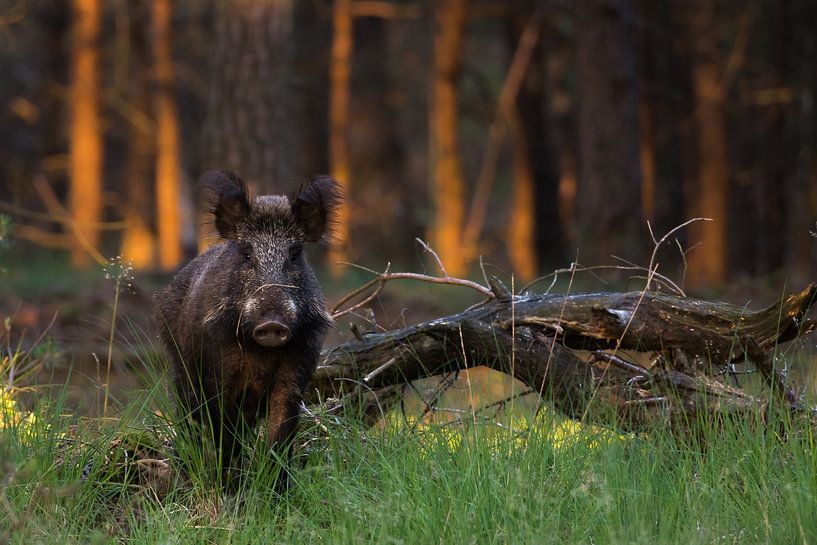 Wild zwijn van Danny Slijfer Natuurfotografie