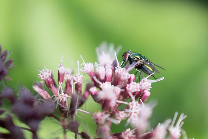 Vlieg op leverkruid by Juliën van de Hoef