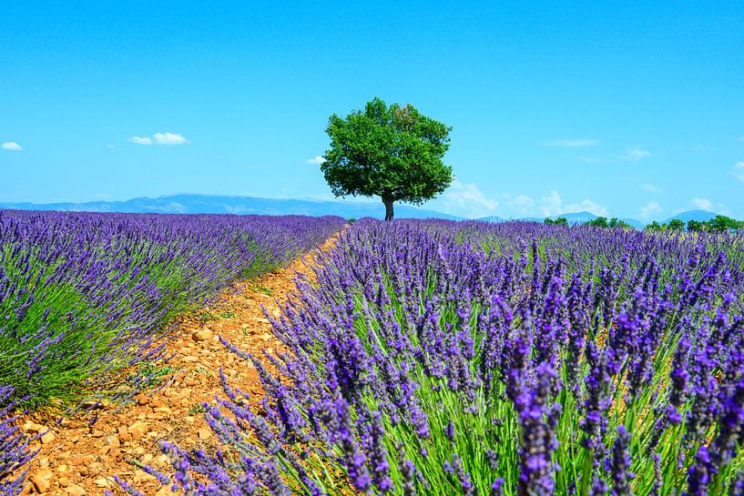 Lavande en fleurs en Provence lors d'une journée d'été par Sjoerd van der Wal Photographie