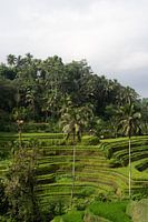 Rizières de Tegalalang en Indonésie, Bali
