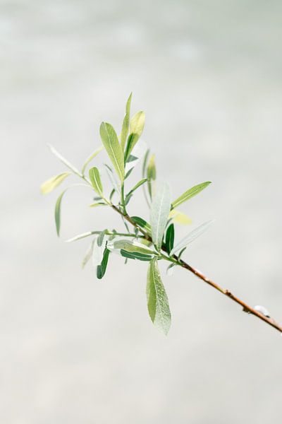 Zweig mit grünen Blättern über dem schimmernden See von NANI IS MOOI