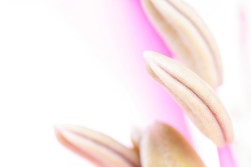 Stamens by Ester Ammerlaan