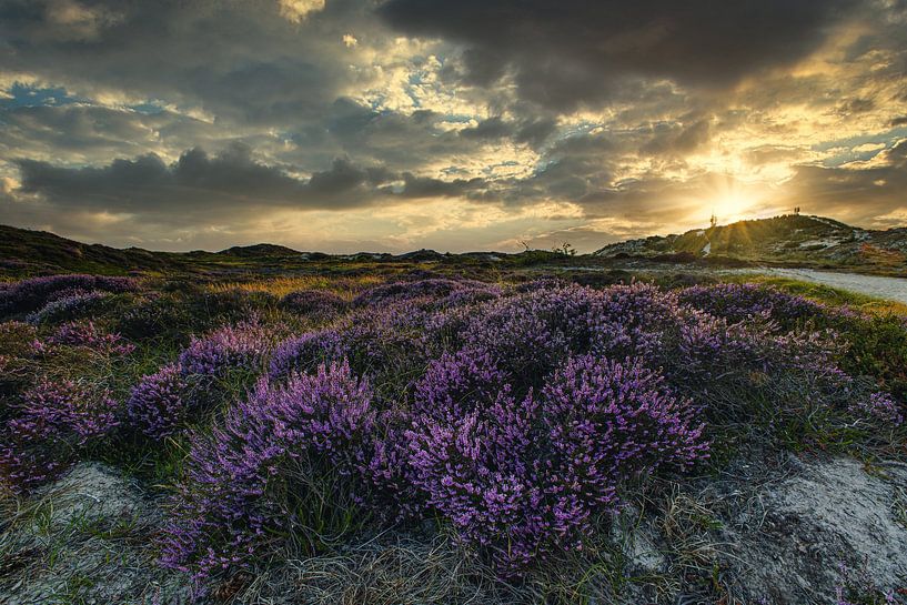 Heide bei Hargen von peterheinspictures