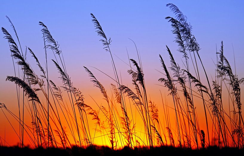 Morning in Africa by WiWo