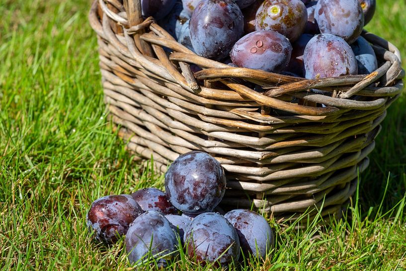 Erntezeit im Garten Pflaumen von Animaflora PicsStock