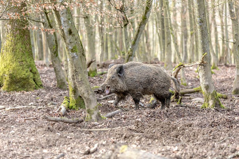 Il rit par Harald Schottner
