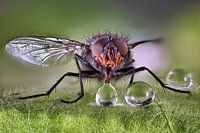 Housefly with water droplets