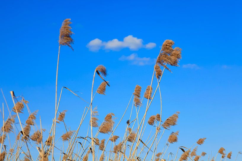 Schilf von Thomas Jäger