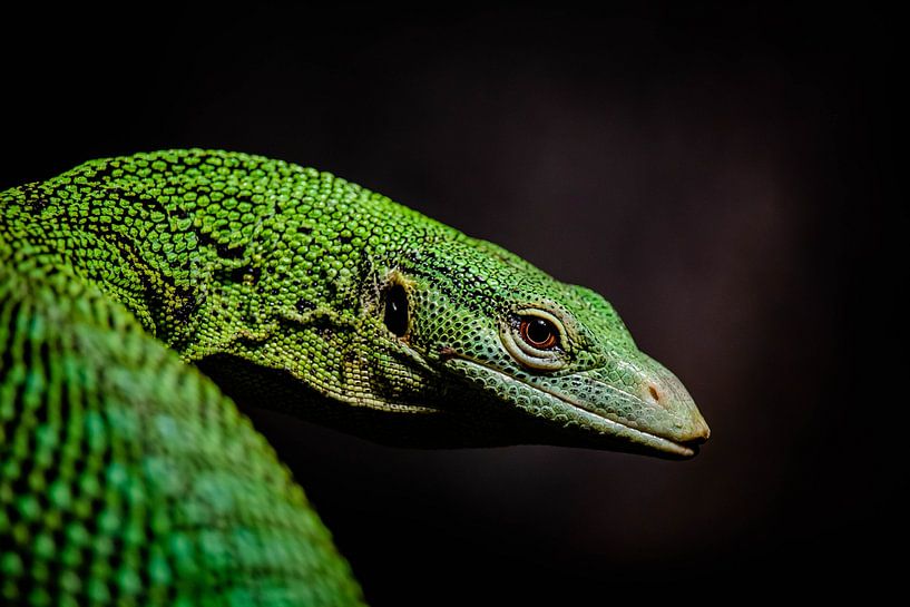 Green Reptile by Jaimy van Asperen