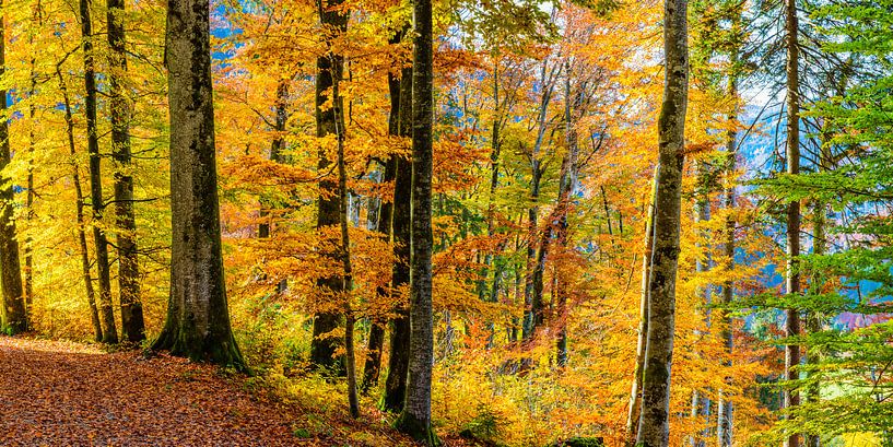 Bergwald von Walter G. Allgöwer