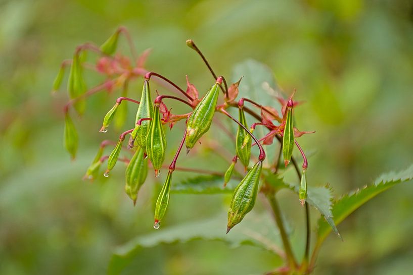 Fruits of a Himalayan balsam by Kristof Lauwers