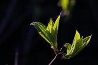 LENTE! Hortensie Annabelle