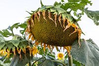 Sonnenblume fertig blühend, aber immer noch zu schön