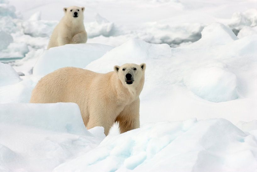 IJsbeer met jong in de sneeuw par AGAMI Photo Agency