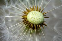 Épingles sur un coussin