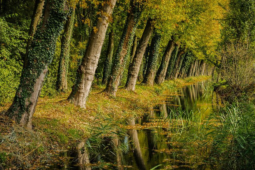 Linschoterbos par Floris van Woudenberg