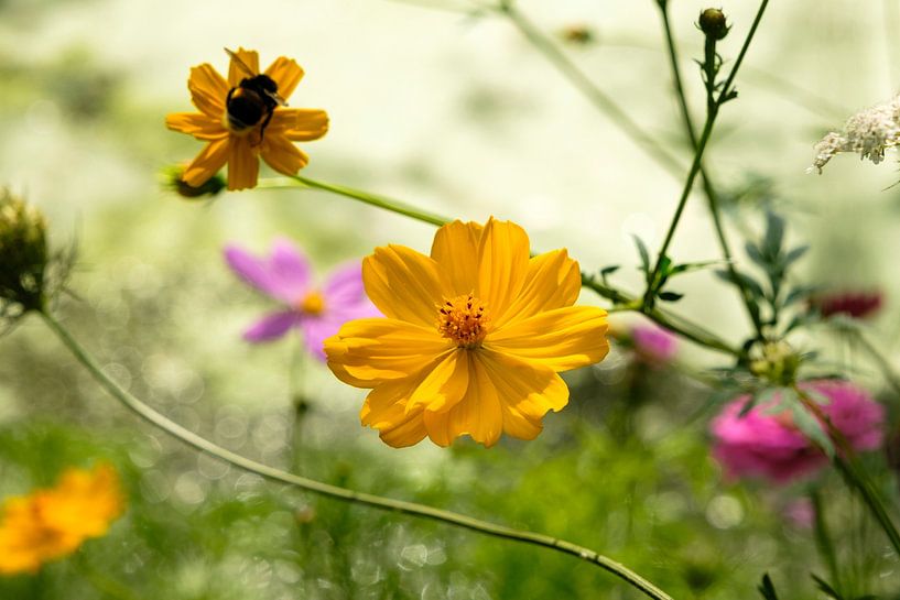 Une scène colorée par tim eshuis