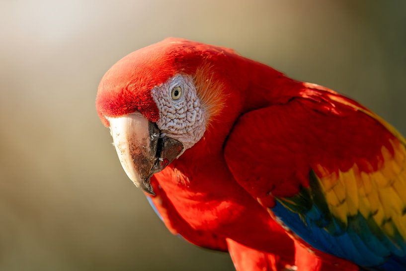 Bunte Majestät - Porträt eines Aras von Femke Ketelaar