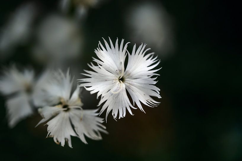 White flower of Dianthus arenarius against a dark background with copy space, close-up, selected foc von Maren Winter