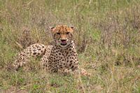 Guépard dans le Parc National du Serengeti, Tanzanie