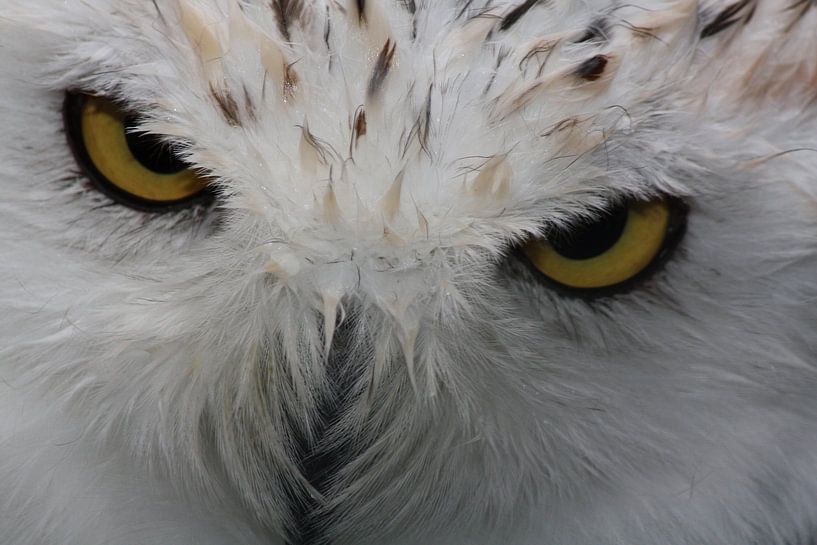 Schnee-Eule von Gert Hilbink
