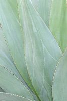 Un amateur de feuilles vertes fraîches