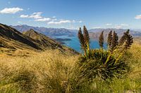 Roys Peak, lac Wanaka