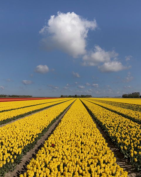 Champ de tulipes avec des nuages par Sander Groenendijk