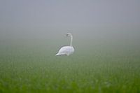 Der Schwan im Nebel
