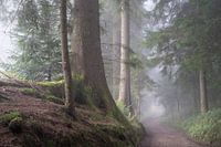 Bos in de ochtend met mist