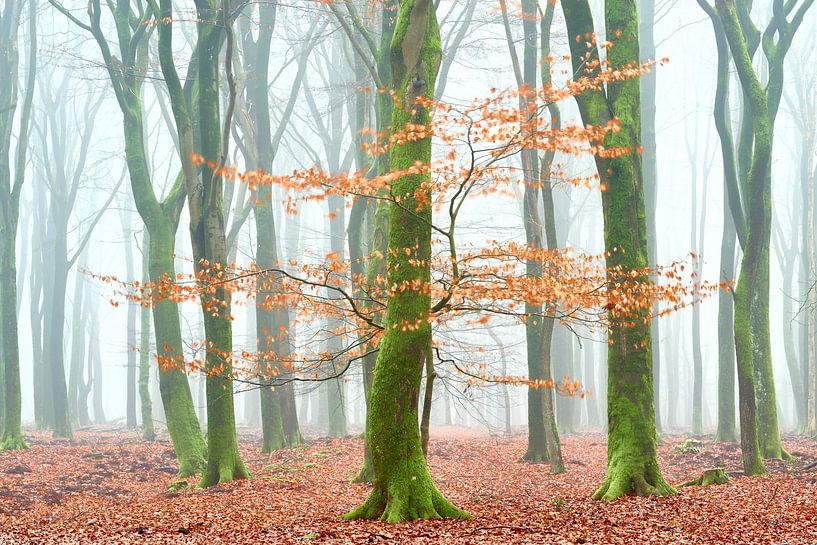 Couleurs d'automne dans les bois d'Elspeetse par Jenco van Zalk