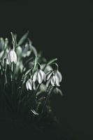 Snowdrops in the dark forest