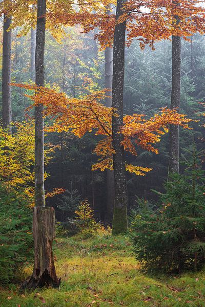 Herbstfarben im Wald bei Nebel in Biberach von Daniel Pahmeier